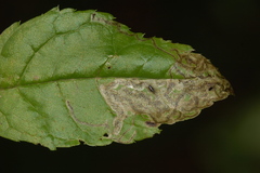 Phytomyza ilicis group