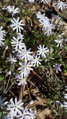 Phlox bifida