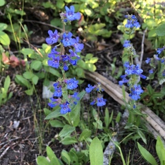 Penstemon cyananthus