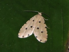 Metaemene atrigutta maculata