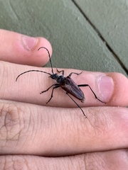 Rhagiini
