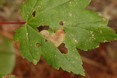 Cameraria saccharella