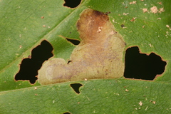 Cameraria saccharella