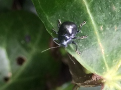 Colasposoma dauricum