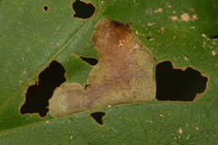 Cameraria saccharella