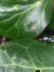 Colasposoma dauricum