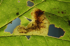 Cameraria saccharella