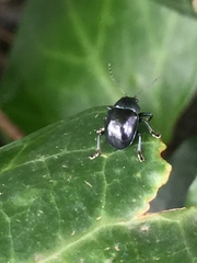 Colasposoma dauricum