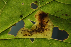 Cameraria saccharella