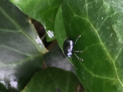 Colasposoma dauricum