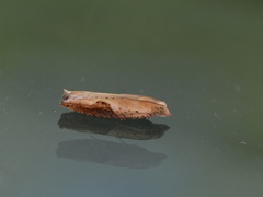 Pseudexentera costomaculana