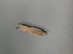 Pseudexentera costomaculana