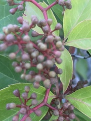 Parthenocissus quinquefolia