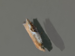 Pseudexentera costomaculana