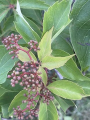 Parthenocissus quinquefolia