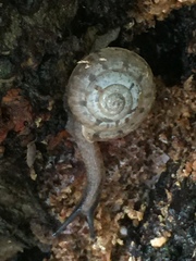 Satsuma