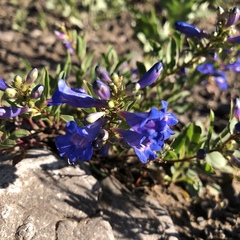 Penstemon cyananthus