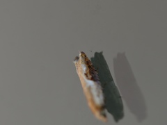 Pseudexentera costomaculana