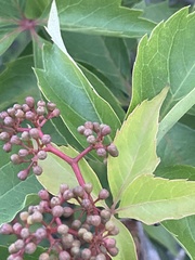 Parthenocissus quinquefolia