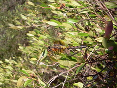 Leucorrhinia frigida