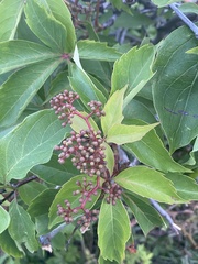 Parthenocissus quinquefolia