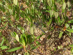 Leucorrhinia frigida
