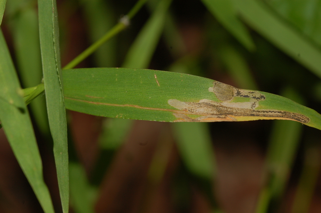 Sun Moths