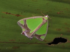 Agathia laetata