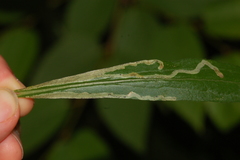 Phytomyza astotinensis