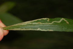 Phytomyza astotinensis