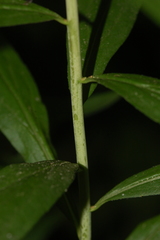 Phytomyza astotinensis