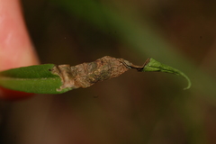 Sumitrosis inaequalis