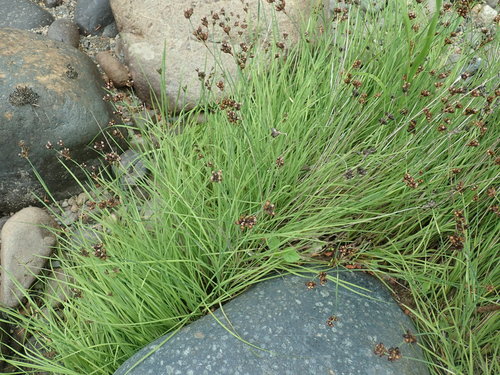 Image of Juncus falcatus by no rights reserved