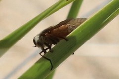 Tabanus nigrovittatus