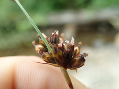 Juncus falcatus