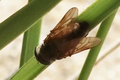 Tabanus nigrovittatus