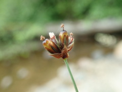 Juncus falcatus