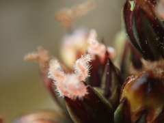 Juncus falcatus