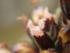 Juncus falcatus