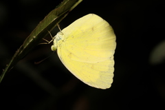 Eurema blanda arsakia
