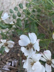 Rosa multiflora