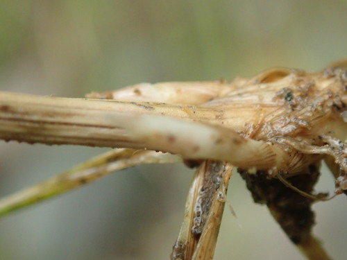 Image of Juncus falcatus by no rights reserved