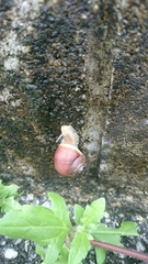 Acusta despecta despecta