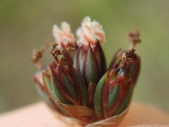 Juncus falcatus