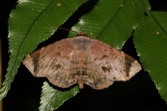 Mecodina albodentata