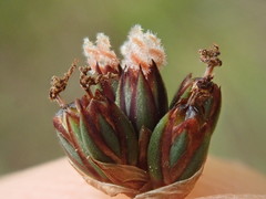 Juncus falcatus