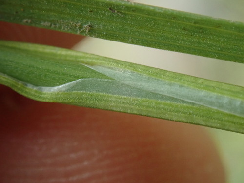 Image of Juncus falcatus by no rights reserved