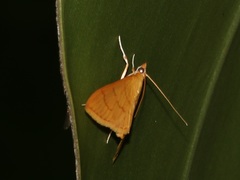 Hyalobathra