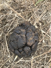 Cervus canadensis nannodes