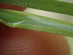 Juncus falcatus